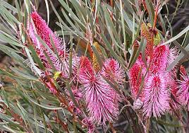 Hakea Francisiana (Emu Bush)