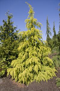 Cedrus deodara 'Vinks Gold' (Vinks Gold Deodar Cedar)