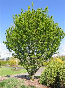 Acer Palmatum 'Shishigashira' (upright)