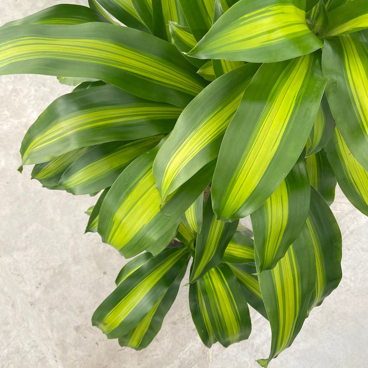 Dracaena Fragrans (Happy Plant)