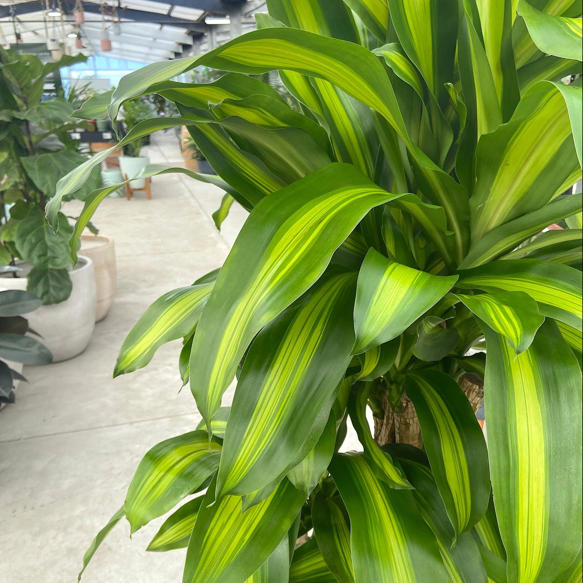 Dracaena Fragrans (Happy Plant)