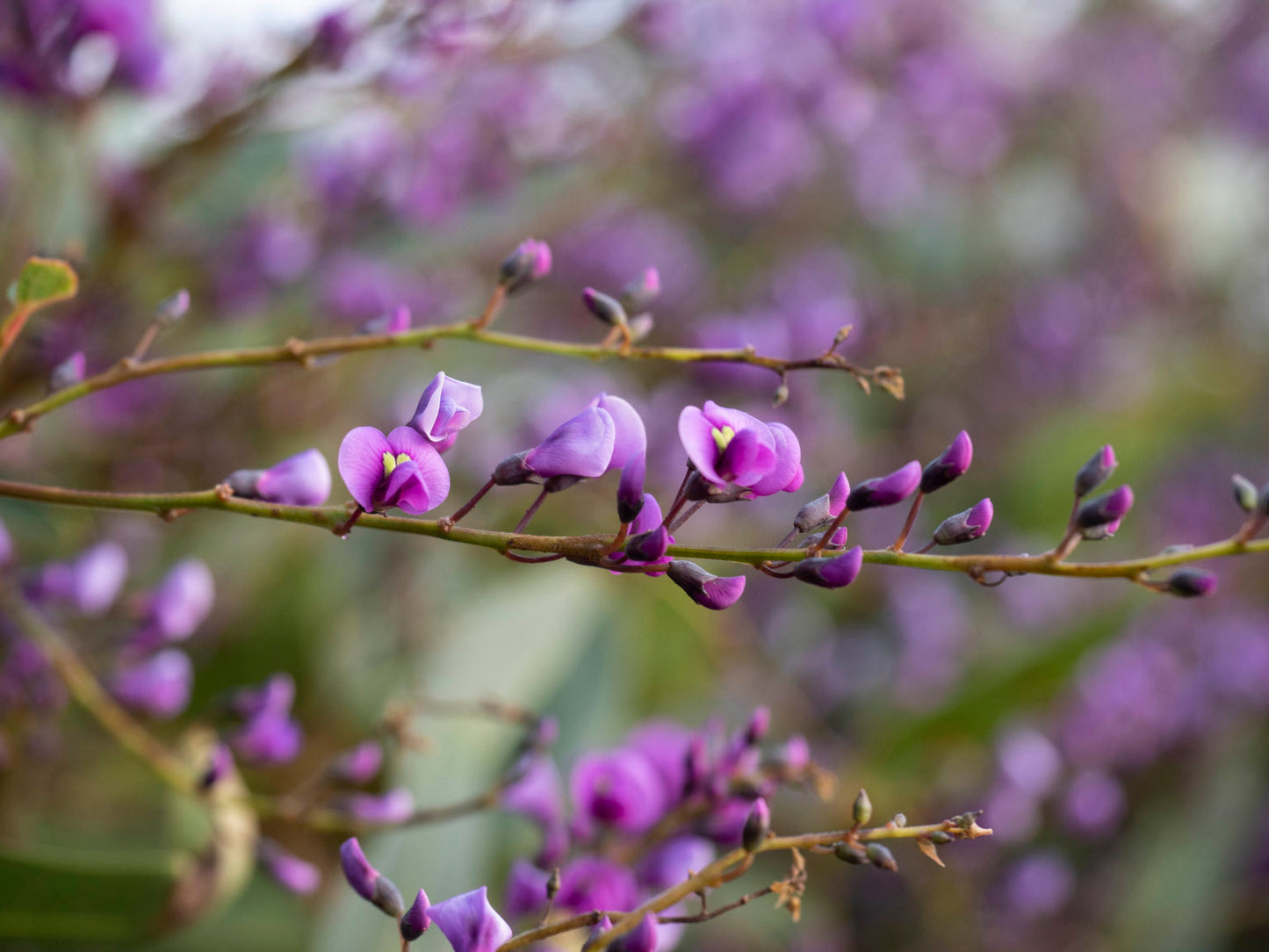 Hardenbergia violacea ‘Alba’ – White Coral Pea