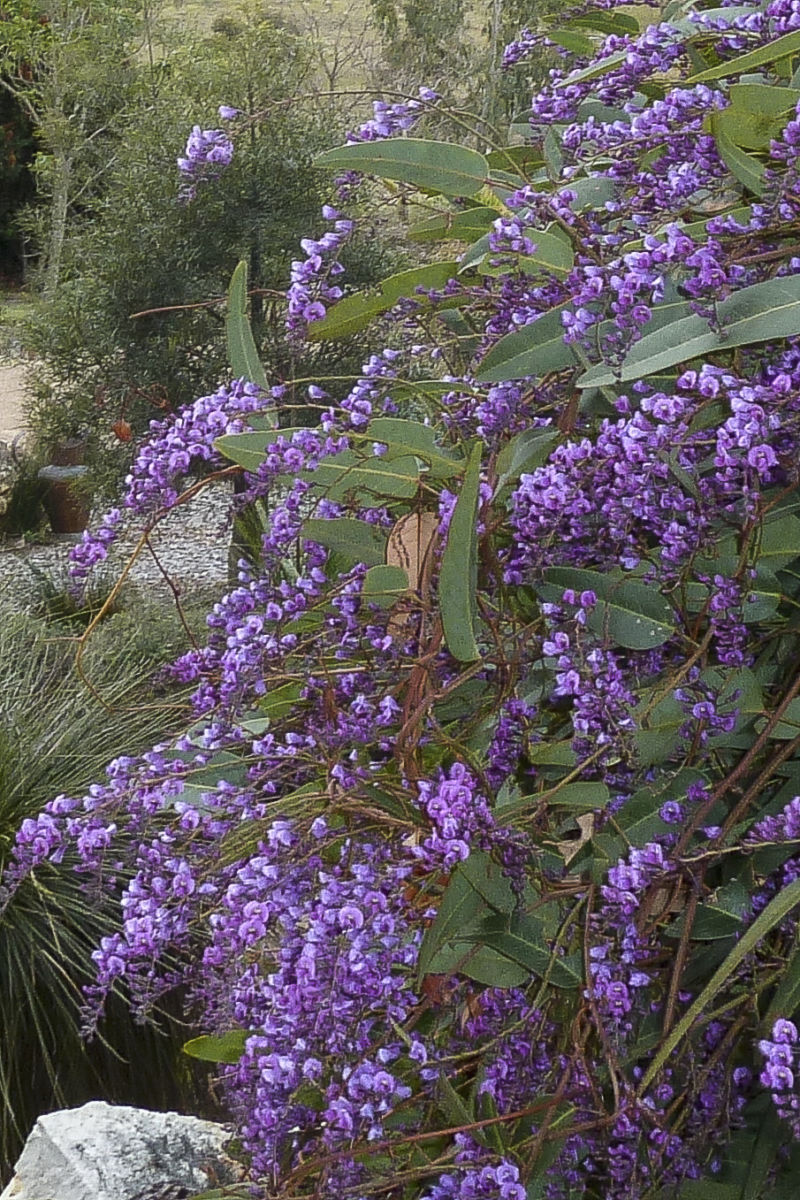 Hardenbergia violacea ‘Alba’ – White Coral Pea