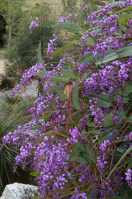 Hardenbergia violacea ‘Alba’ – White Coral Pea