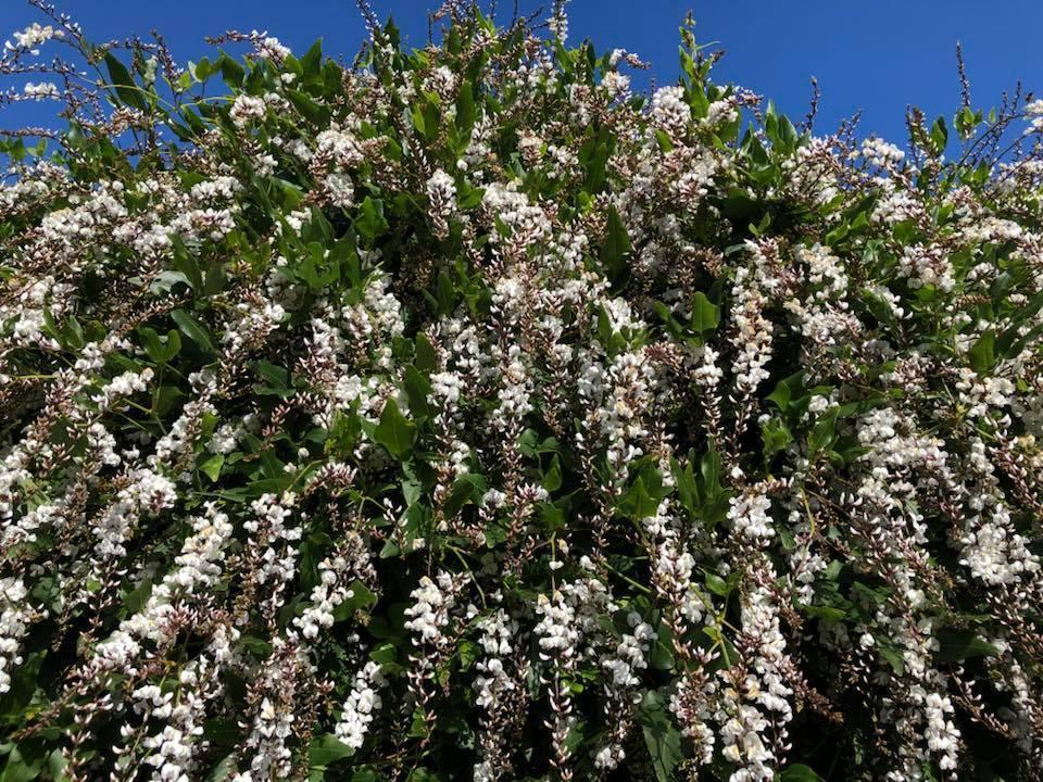 Hardenbergia Violacea ‘Edna Walling Snow White’ (White Coral Pea)