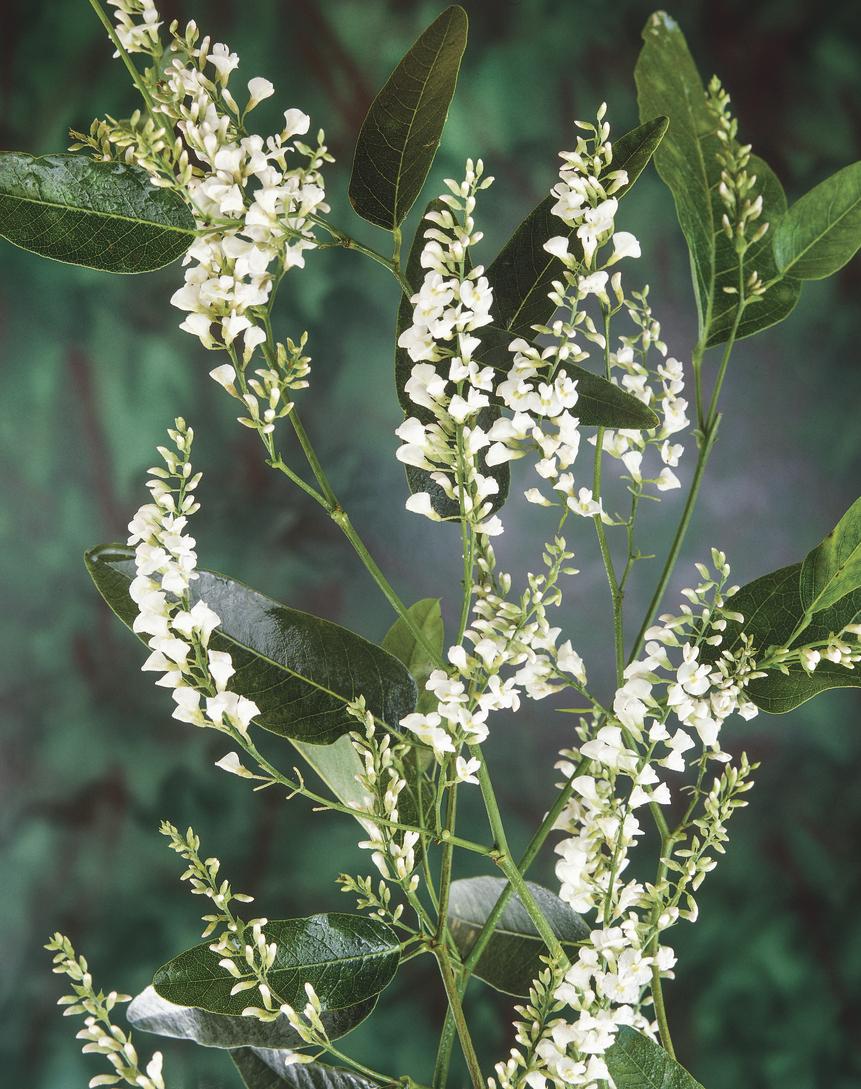 Hardenbergia Violacea ‘Edna Walling Snow White’ (White Coral Pea)