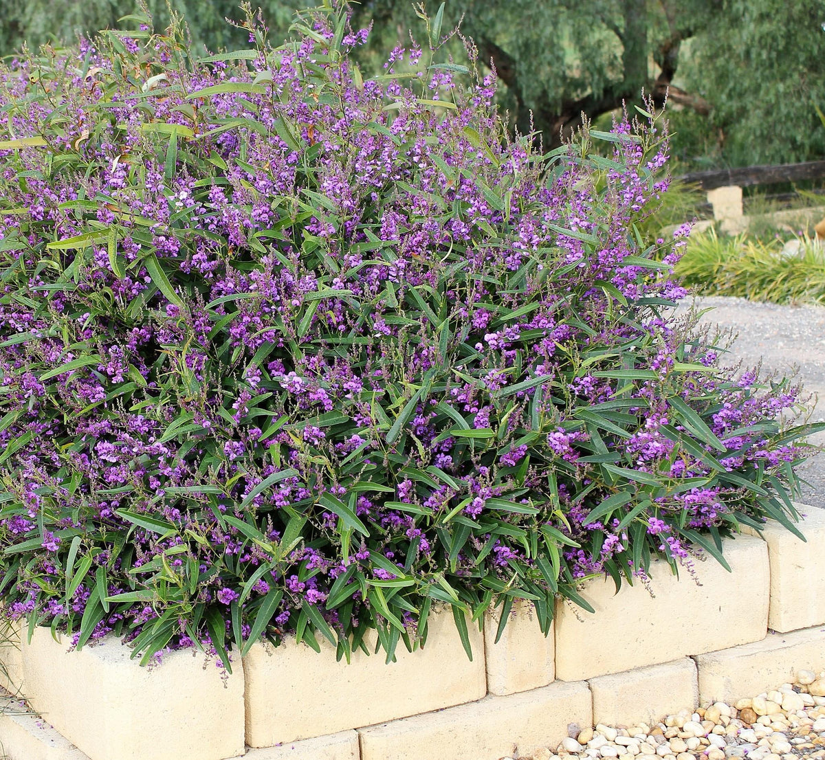 Hardenbergia Violacea ‘Free ’N’ Easy’