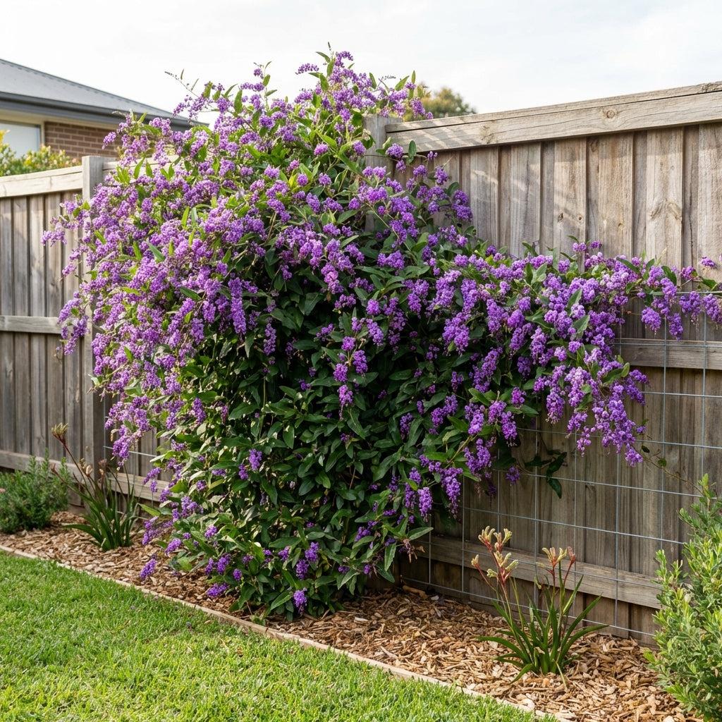 Hardenbergia Violacea ‘Free ’N’ Easy’