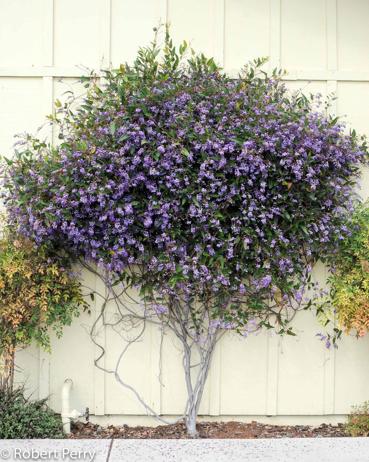 Hardenbergia Violacea ‘Free ’N’ Easy’