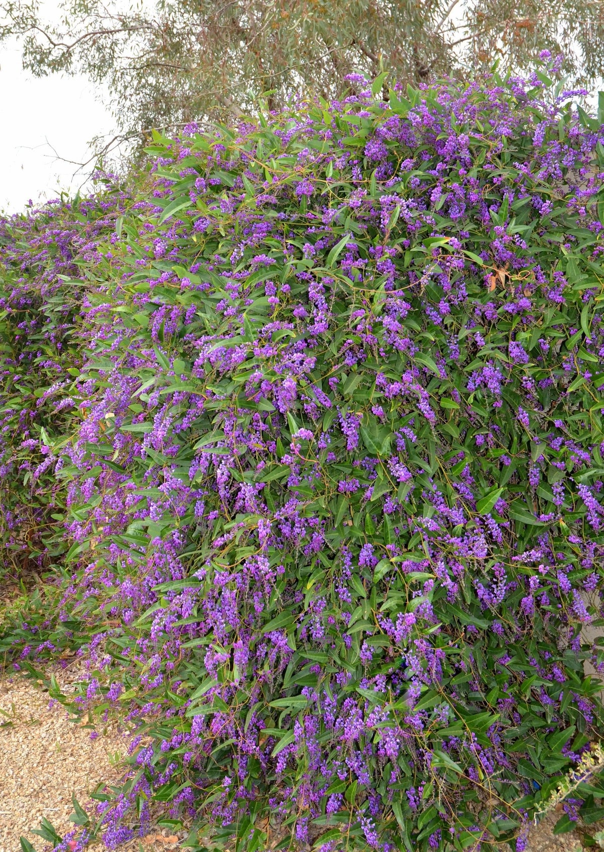 Hardenbergia Violacea ‘Free ’N’ Easy’