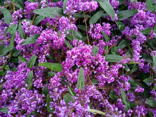 Hardenbergia Violacea ‘Free ’N’ Easy’