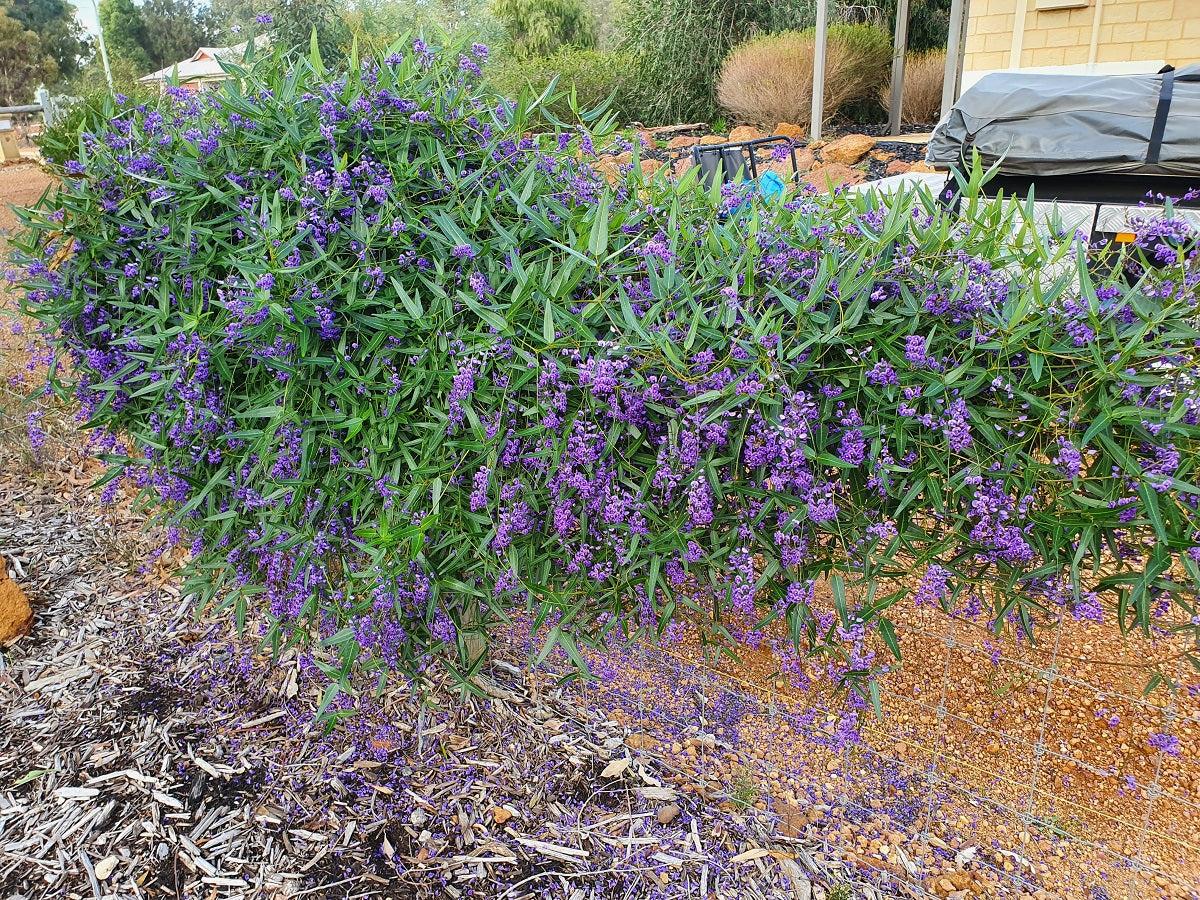 Hardenbergia Violacea ‘Free ’N’ Easy’