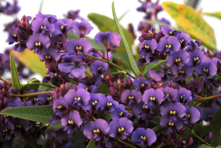 Hardenbergia Violacea ‘Purple Spray’ (Purple Coral Pea)