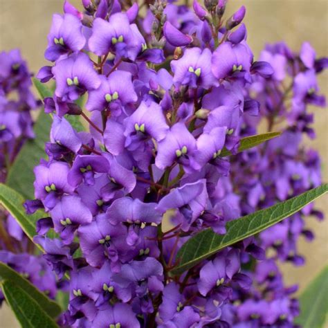Hardenbergia Violacea ‘Purple Spray’ (Purple Coral Pea)