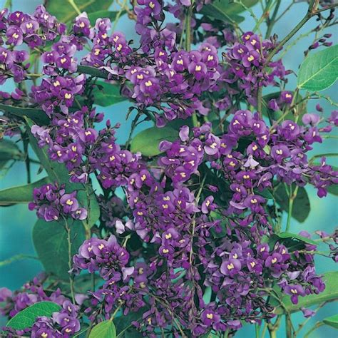 Hardenbergia Violacea ‘Purple Spray’ (Purple Coral Pea)