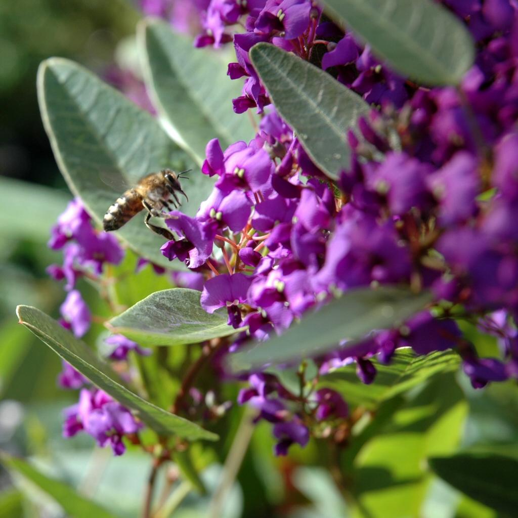 Hardenbergia Violacea ‘Purple Spray’ (Purple Coral Pea)