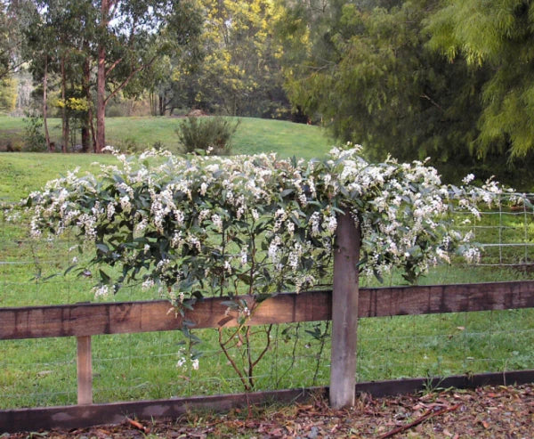 Hardenbergia Violacea ‘Edna Walling Snow White’