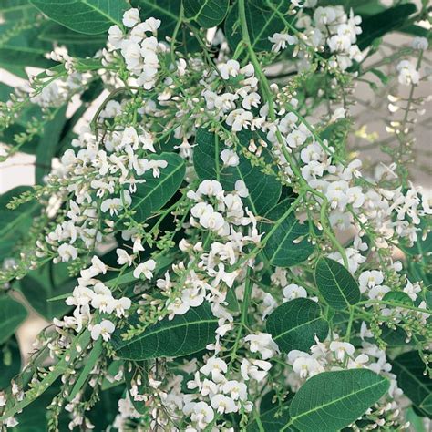 Hardenbergia Violacea ‘Edna Walling Snow White’