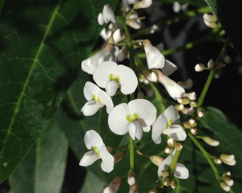Hardenbergia Violacea ‘Edna Walling Snow White’