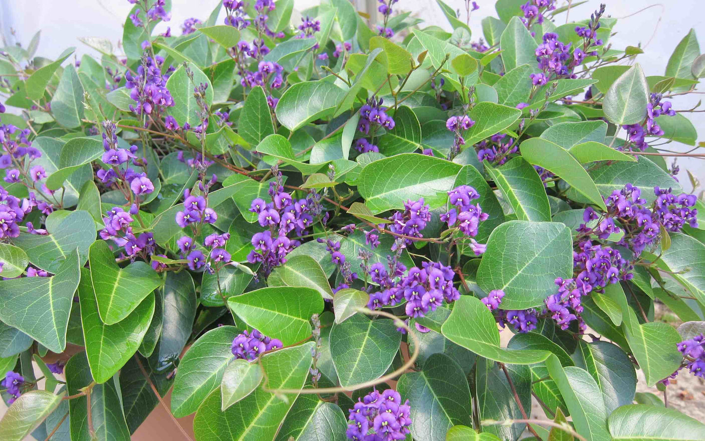 Hardenbergia Violacea ‘Sweet Heart’ (Sweet Heart Hardenbergia)