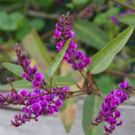 Hardenbergia Violacea ‘Sweet Heart’ (Sweet Heart Hardenbergia)