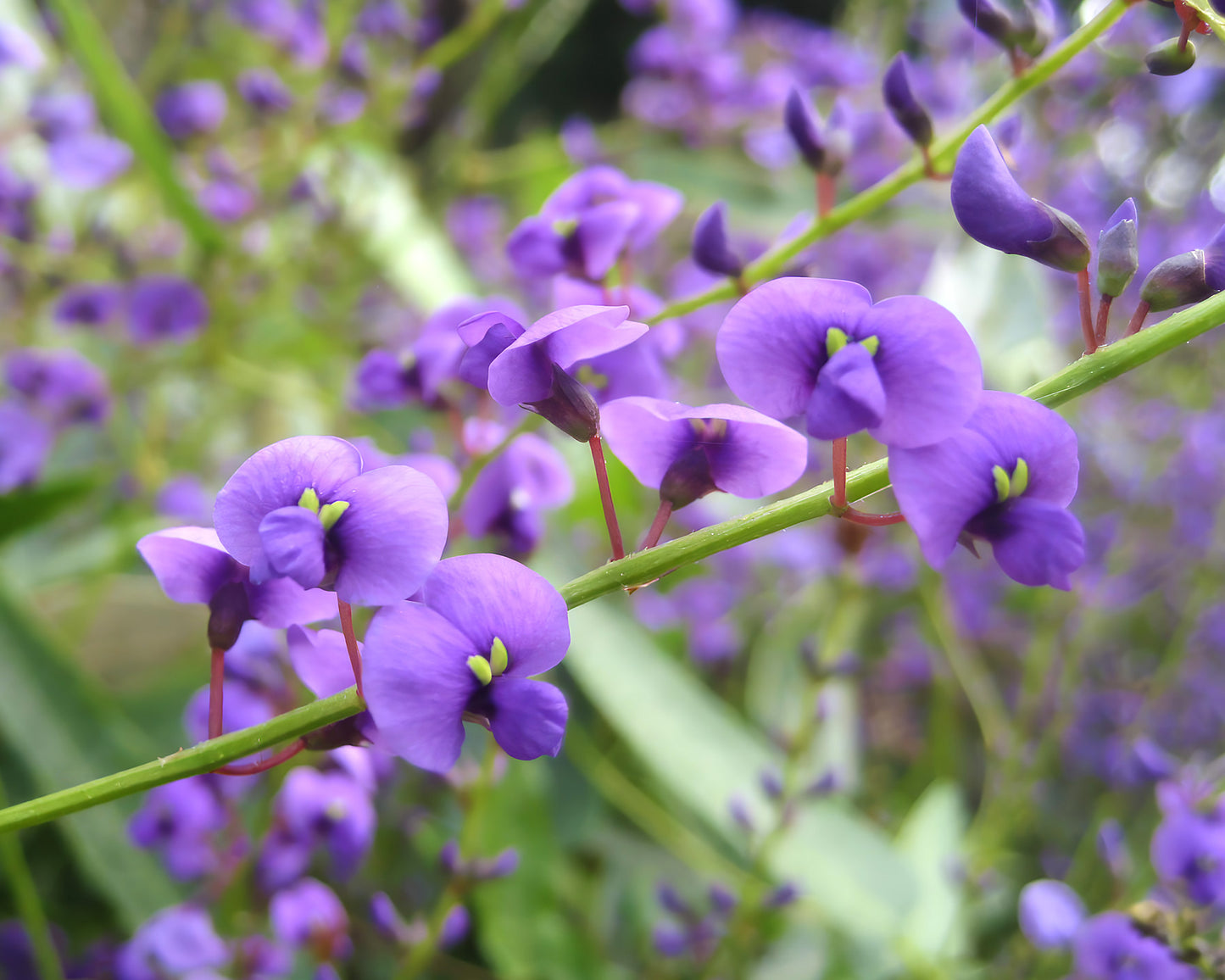 Hardenbergia Violacea ‘Sweet Heart’ (Sweet Heart Hardenbergia)