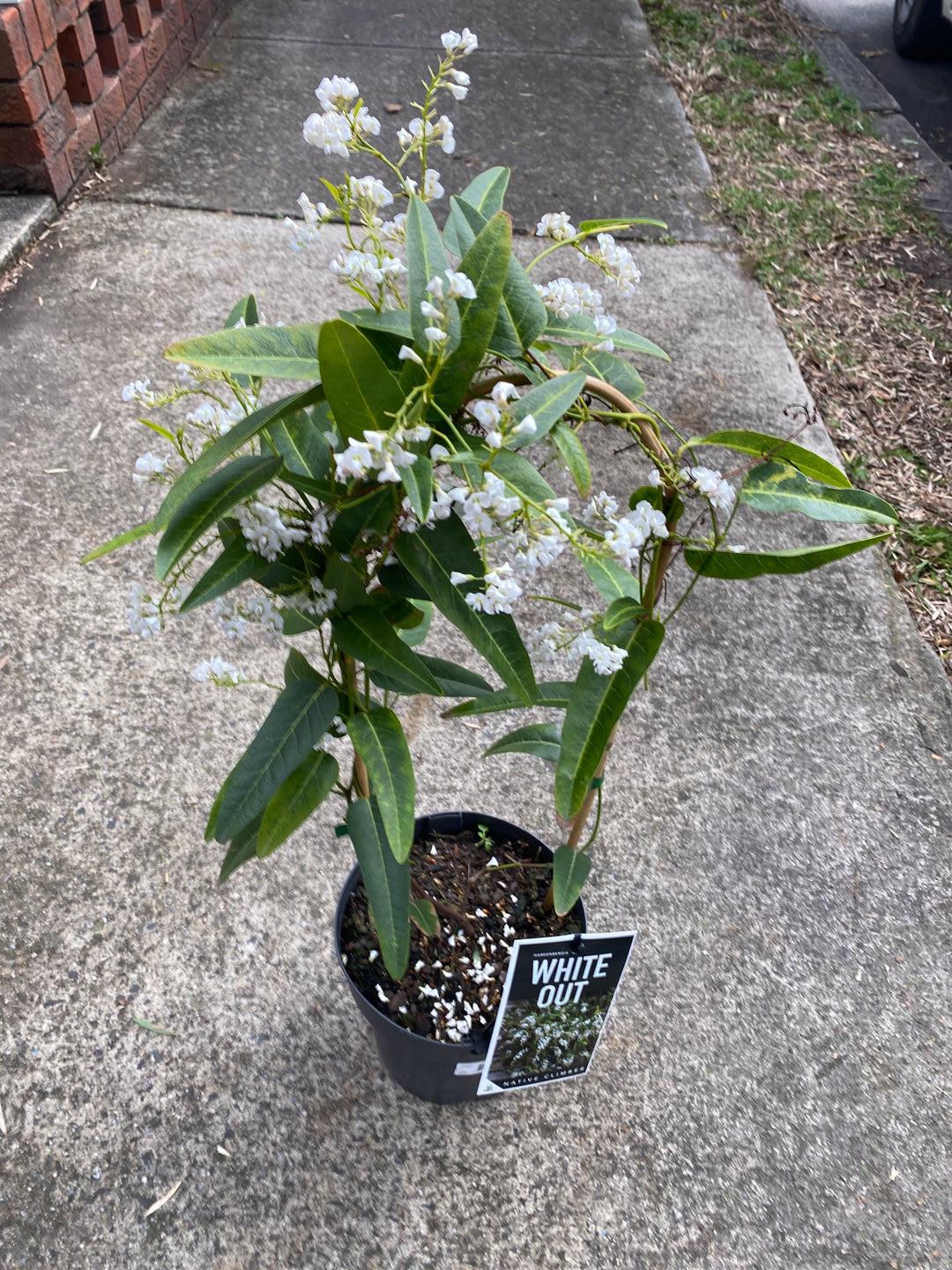 Hardenbergia Violacea ‘White Out’ (White Out Native Wisteria)