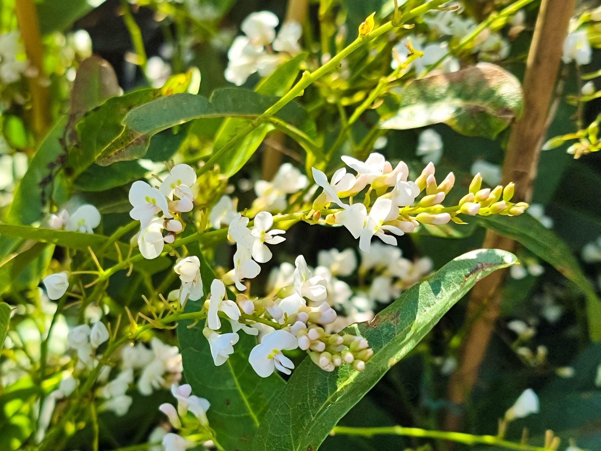 Hardenbergia Violacea ‘White Out’ (White Out Native Wisteria)