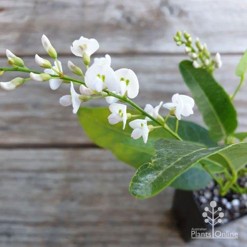 Hardenbergia Violacea ‘White Out’ (White Out Native Wisteria)