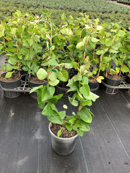 Hardenbergia Violacea ‘Sweet Heart’ (Sweet Heart Hardenbergia)