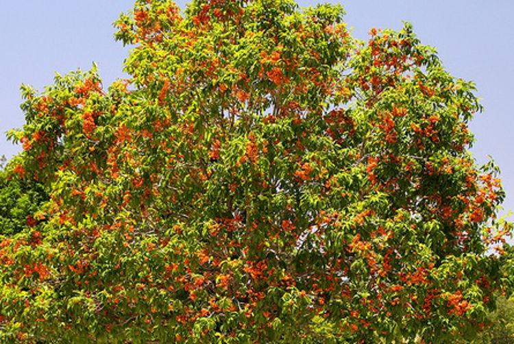 Harpullia pendula (Tulipwood)