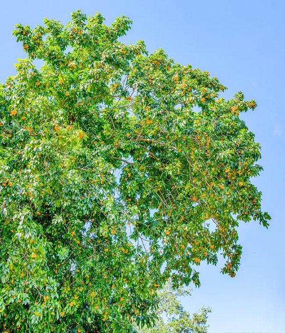 Harpullia pendula (Tulipwood)