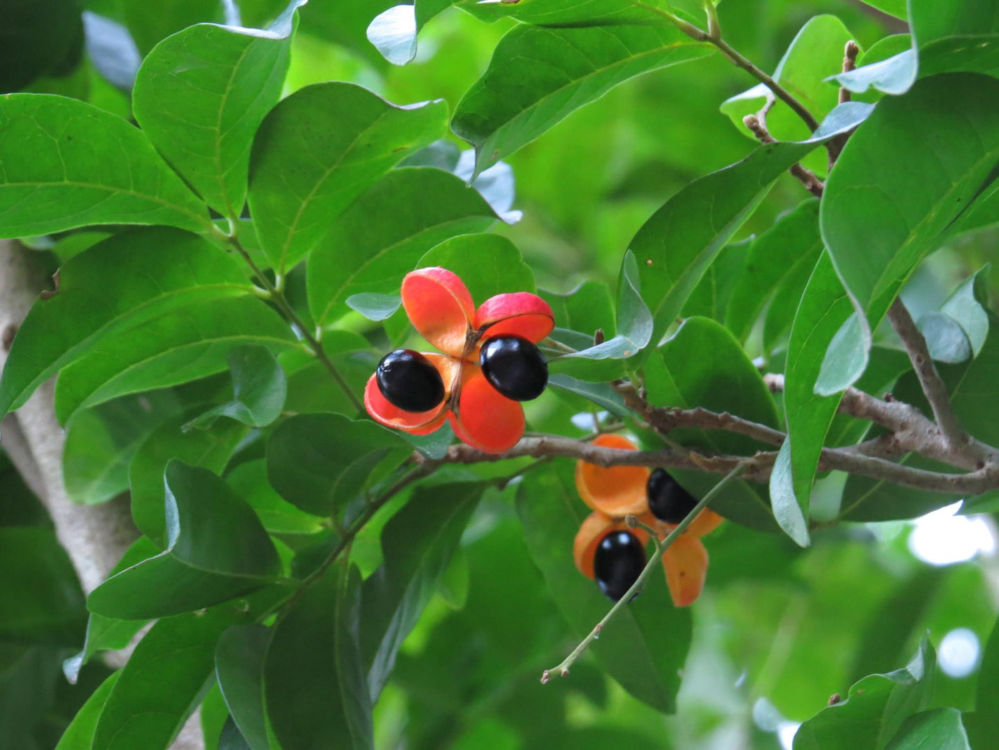 Harpullia pendula (Tulipwood)