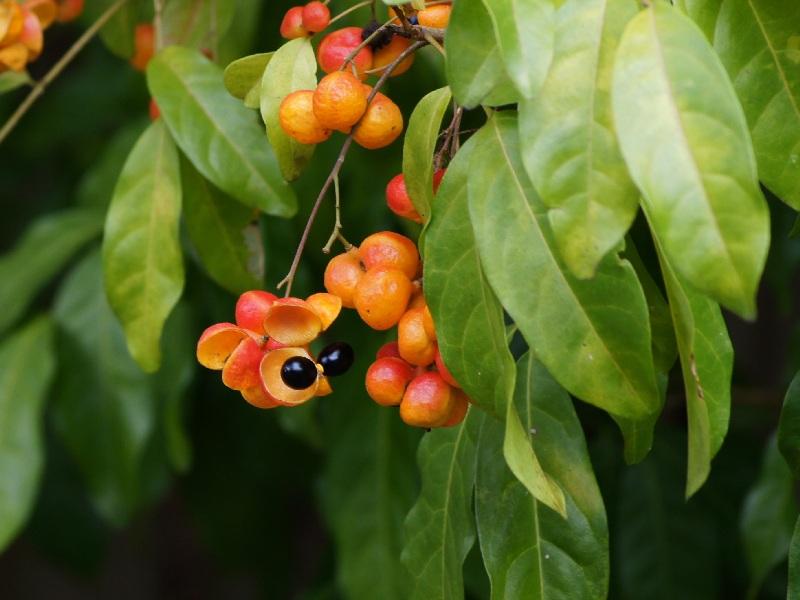 Harpullia pendula (Tulipwood)