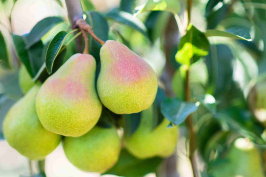 Pyrus Communis 'Red Princess' (Dwarf Red Princess Pear)