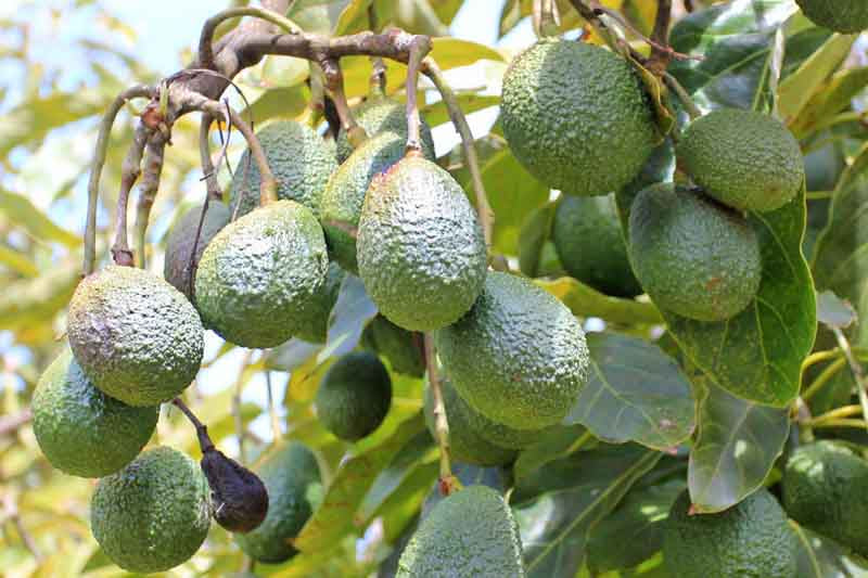 Persea americana 'Hass' (Hass Avocado)