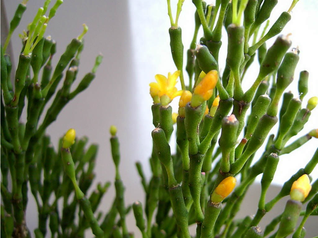 Hatiora salicornioides (syn. Rhipsalis salicornioides) – Dancing Bones Cactus