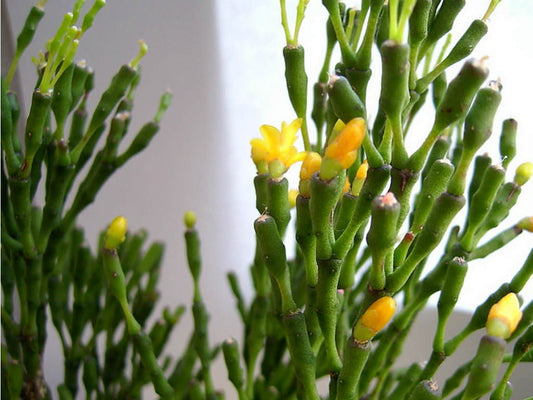 Hatiora salicornioides (syn. Rhipsalis salicornioides) – Dancing Bones Cactus