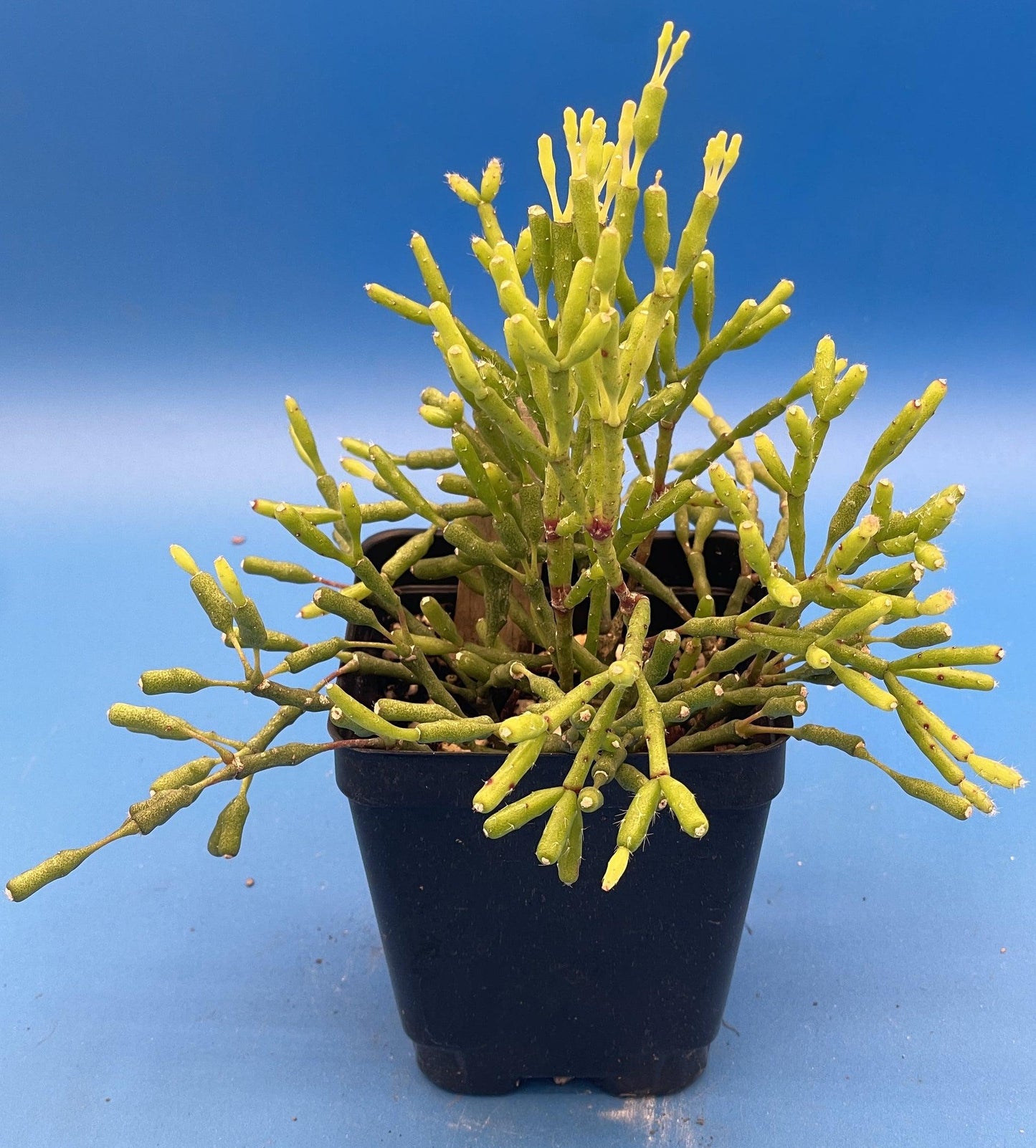 Hatiora salicornioides (Dancing Bones Cactus)