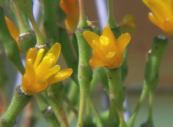 Hatiora salicornioides (Dancing Bones Cactus)