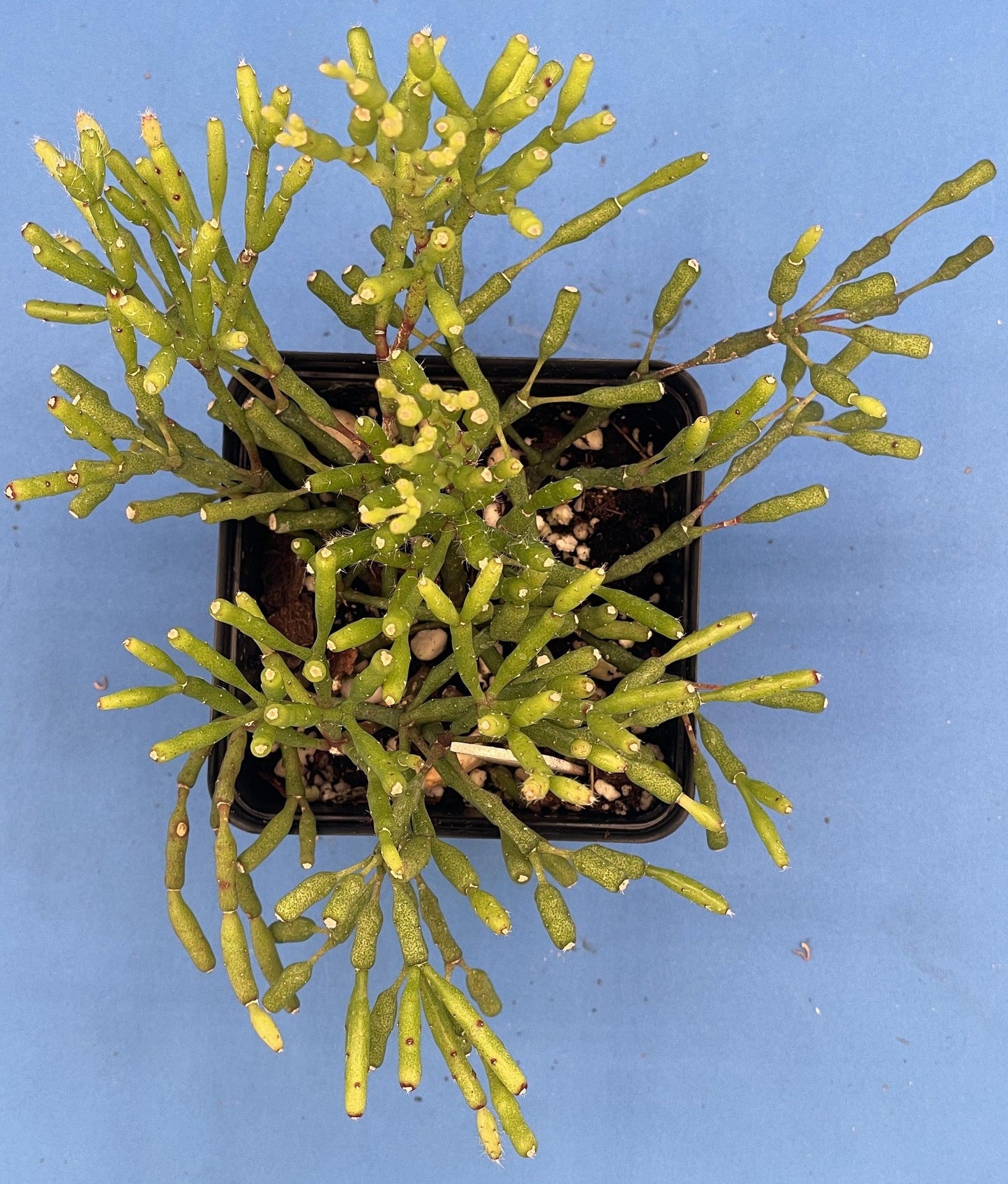 Hatiora salicornioides (Dancing Bones Cactus)