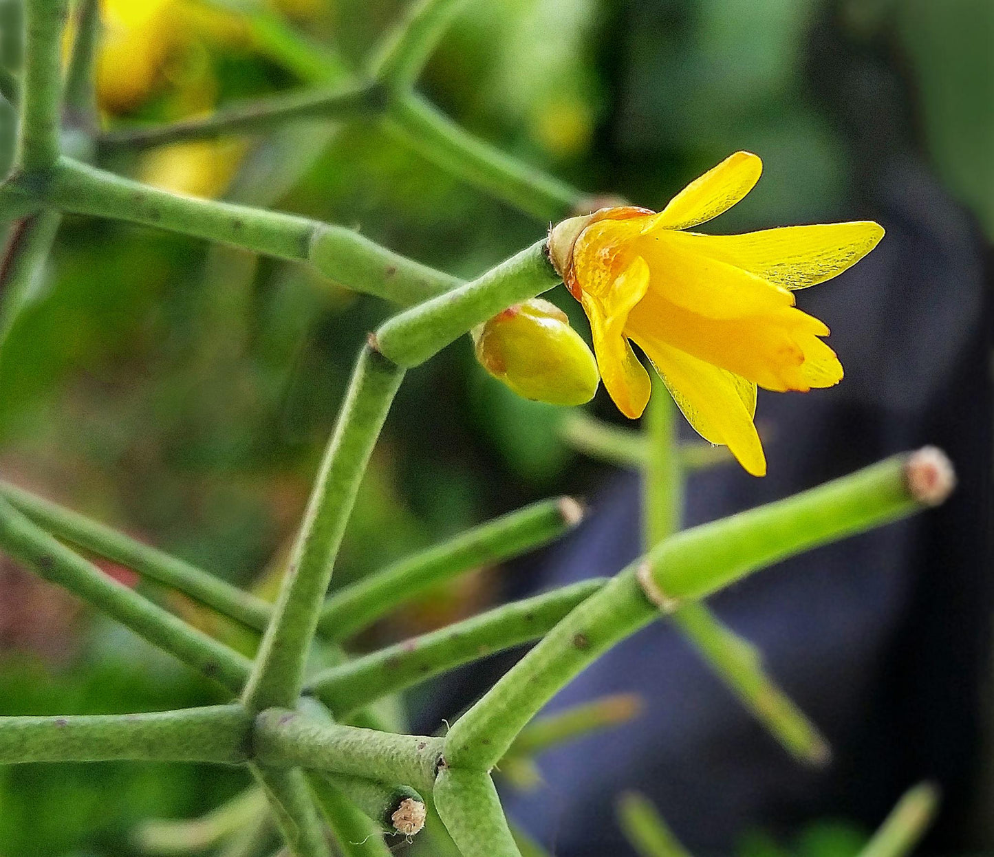 Hatiora salicornioides (Dancing Bones Cactus)