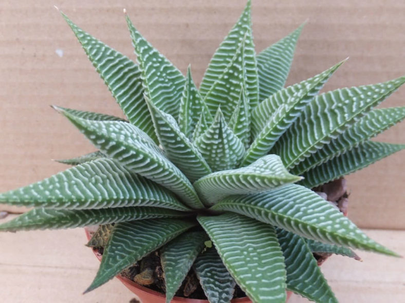 Haworthia limifolia ‘White Spider’ (Spider White Haworthia)