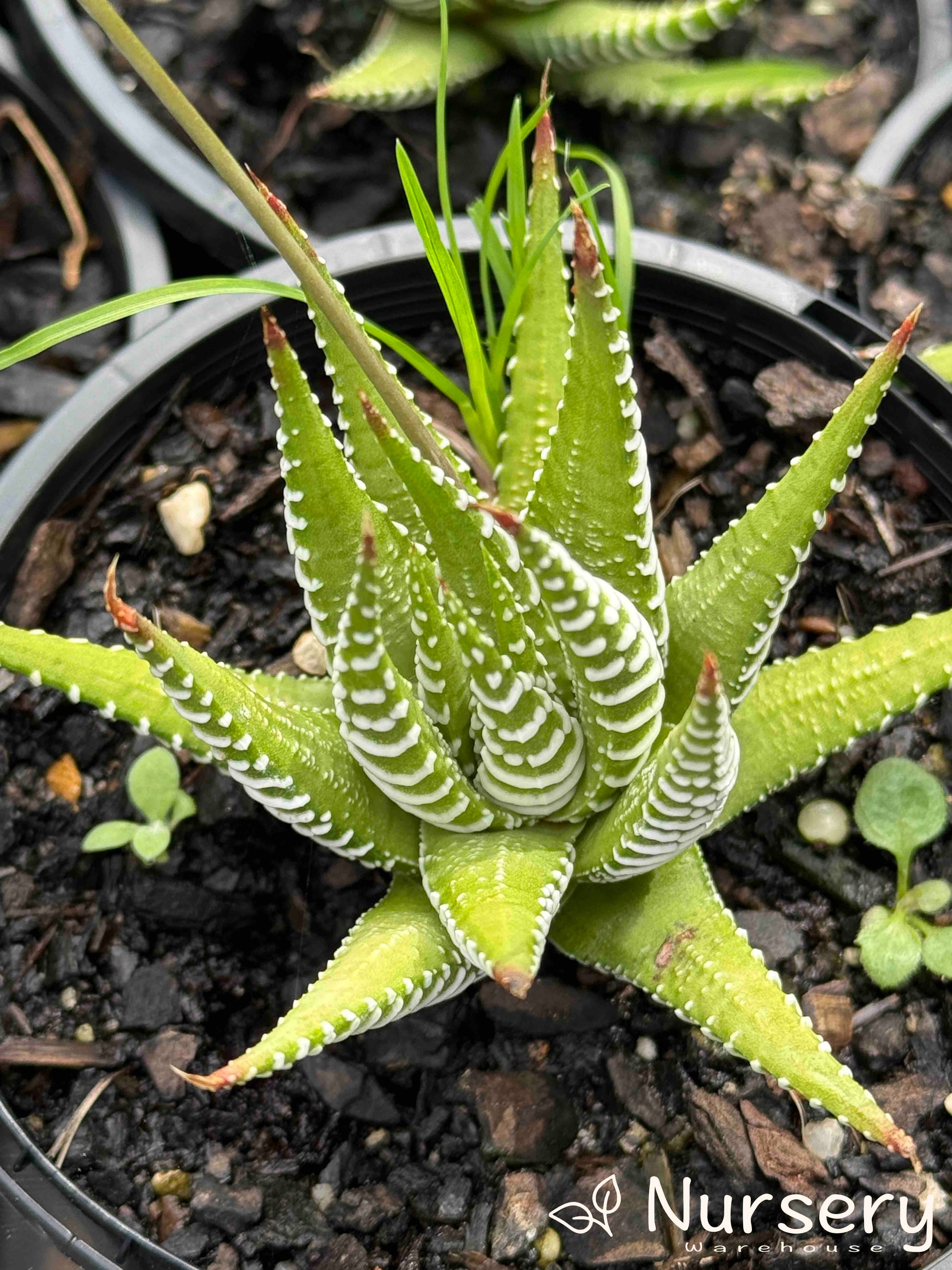 succulent striped Variegated Zebra Plant – Compact Succulent with Striking Stripes