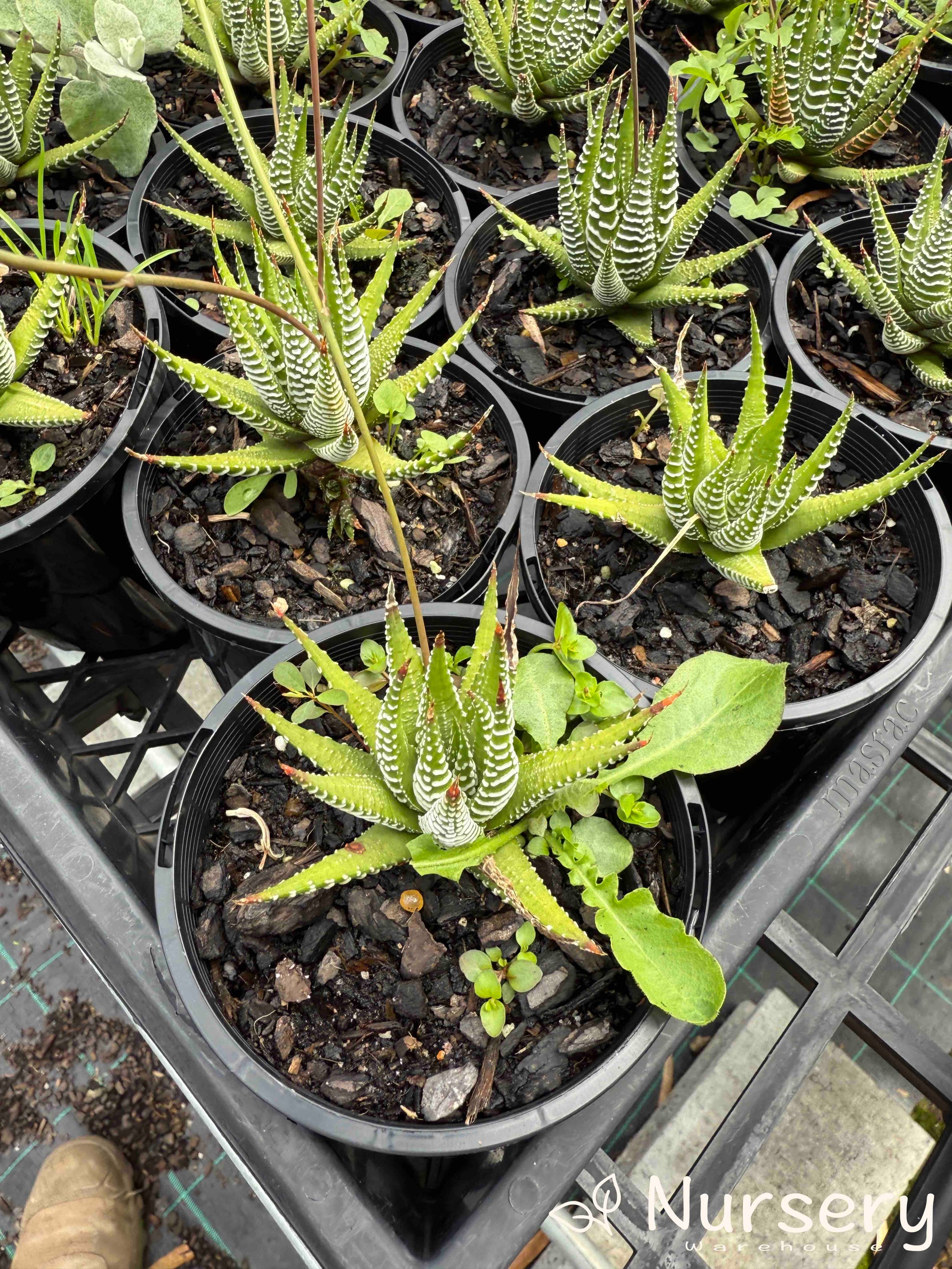 variegated spiky succulent Variegated Zebra Plant – Compact Succulent with Striking Stripes