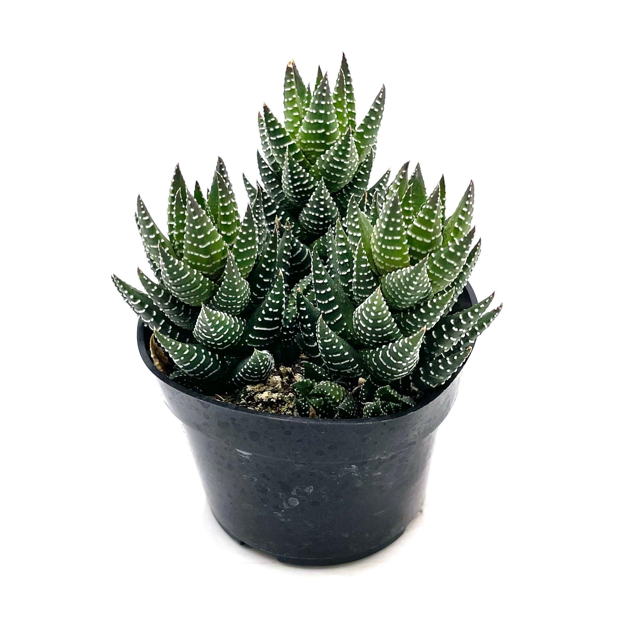 Haworthia Coarctata (Coarctata Haworthia)