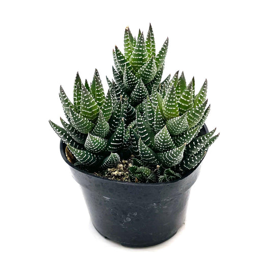 Haworthia Coarctata (Coarctata Haworthia)