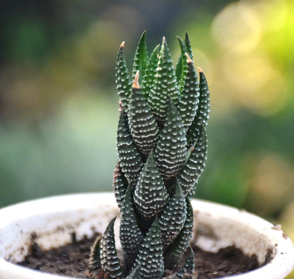 Haworthia Coarctata (Coarctata Haworthia)