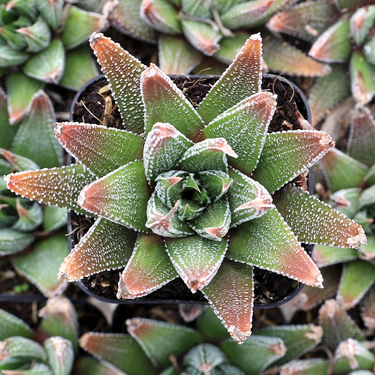 Haworthia Concolor (Concolor Haworthia)