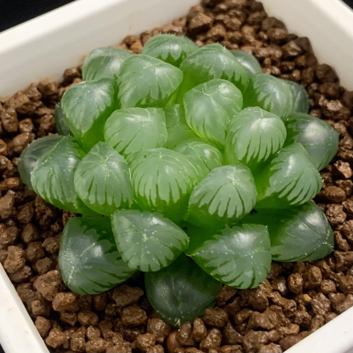 Haworthia Cooperi (Cooper's Haworthia)